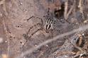Agelena_canariensis_D3254_Z_87_Valle Gran Rey_Spanje